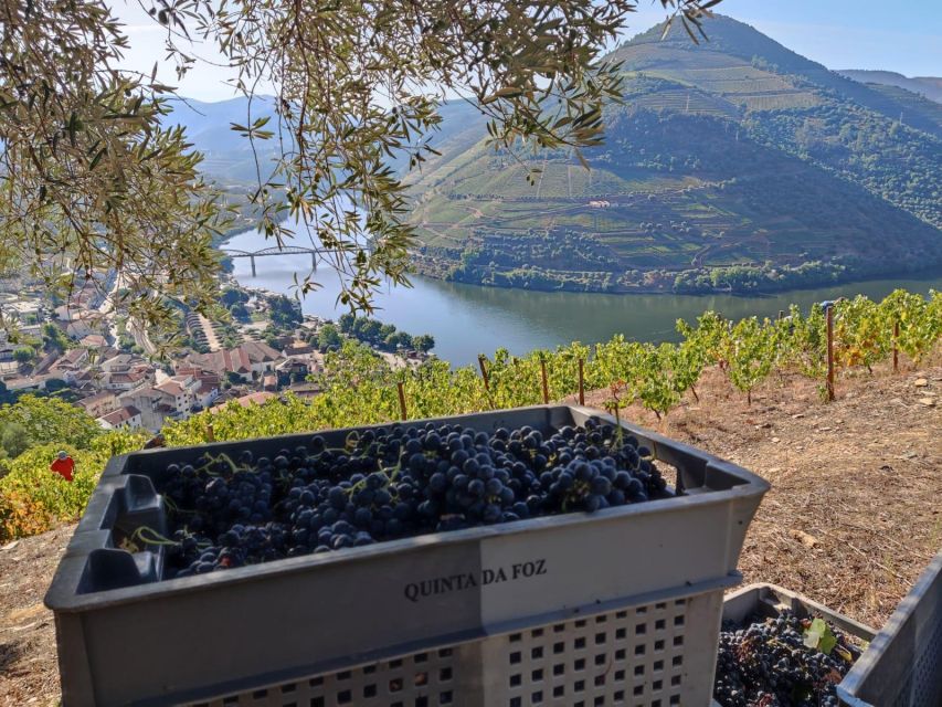 Douro Valley: (Pinhão) Quinta da Foz - Tour&Tasting 5 WINES - The extra virgin olive oil is a small but useful bonus