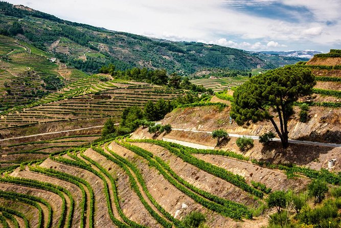 Douro Valley Private Day Trip including Boat Ride & Wine Tasting - Lunch, local recommendations, and the value of flexibility