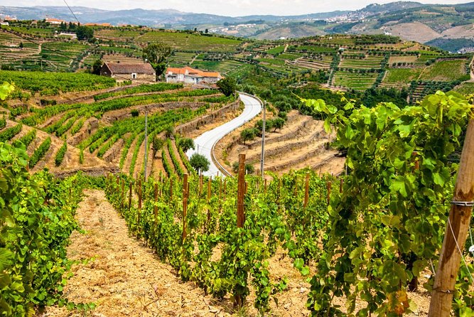 Douro Valley Private Day Trip including Boat Ride & Wine Tasting - Is $325.32 per person fair?