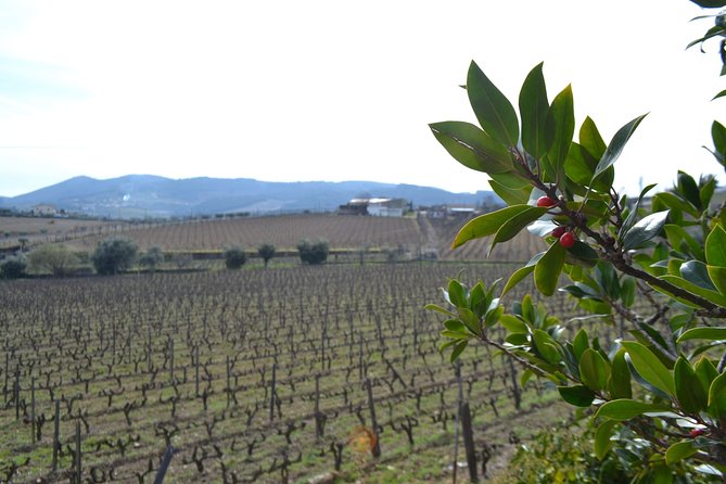 Douro Valley Tour: 2 Vineyard Visits, River Cruise, Winery Lunch - Pinhão and the Rabelo boat ride