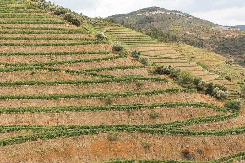Douro Valley: Tour with Wine Tastings, Lunch, and Boat Ride - Lunch at a Portuguese estate