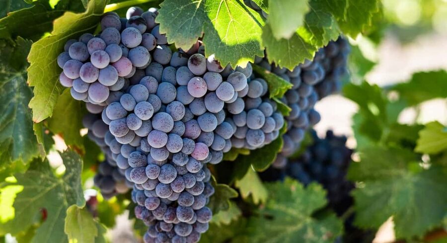 Durres Countryside Vineyards Wine Tasting & Food Pairing - Practical details before you reserve