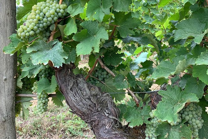English Speaking Loire Winery Tours originating from Chinon - Buying bottles and sending them home