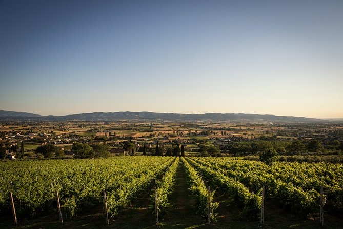 Enjoy and Taste the Flavors of Wine in an Open-air Venue - How much value do you get for $30.23?
