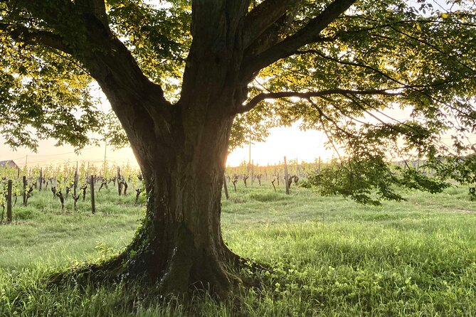 Epicurean Discovery Tour with Wine & Local Specialties - Who will enjoy this experience most?
