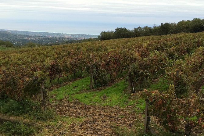 Etna Tour and Lunch in a Winery with Wine Tasting - What private transportation really means