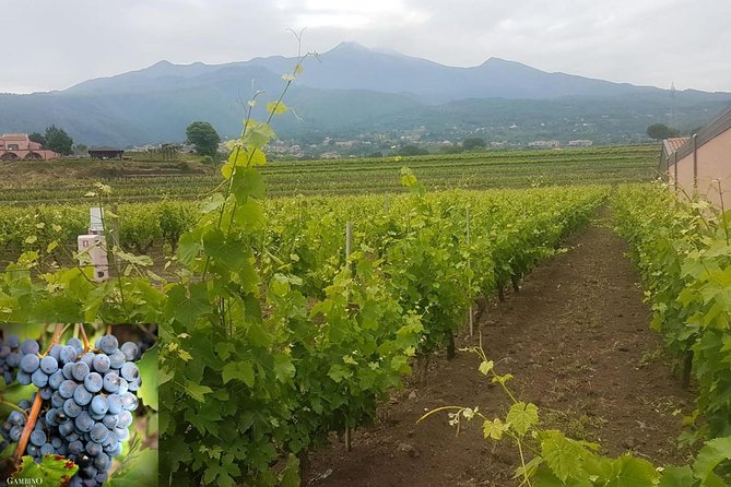 Etna trekking and wine tasting - Walking extinct craters at about 2,000 meters