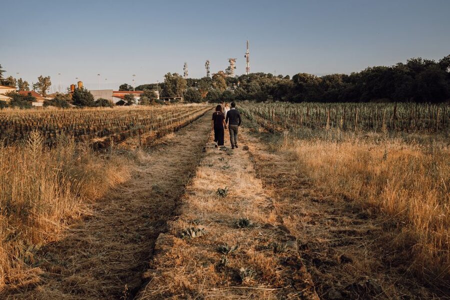 Etna Urban Winery, Vineyard Walk & Sunset Tasting Dinner - Walking through vineyards inside the city