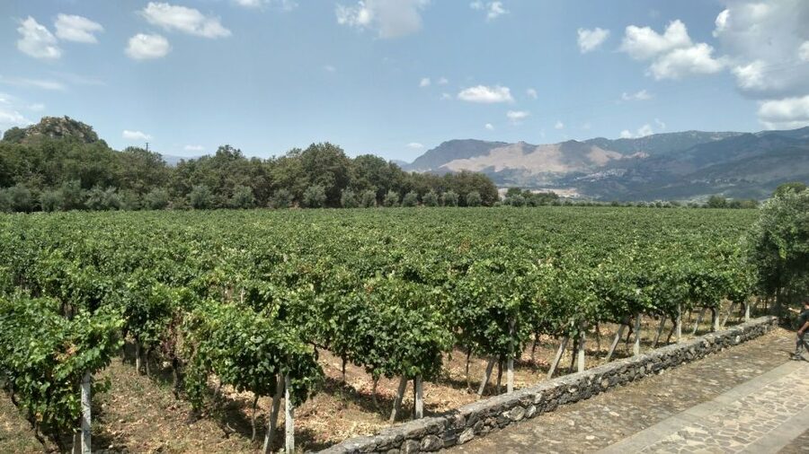 Etna: Wine Tasting and Food Tour - Why this Etna wine day works so well