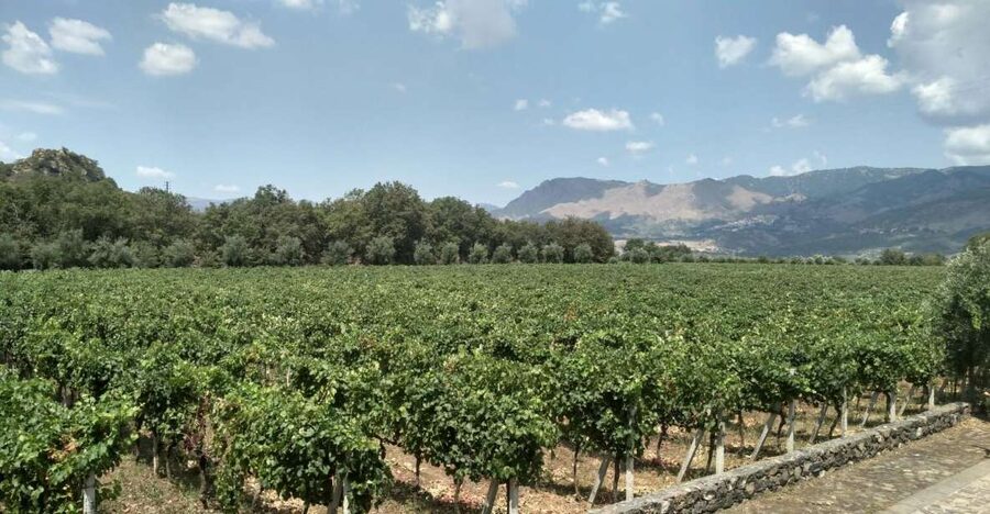 Etna: Wine Tasting and Food Tour - Zafferana, honey, and extra virgin olive oil