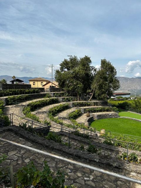 Etna: Wine Tasting and Food Tour - Vineyard views and the Etna DOC connection