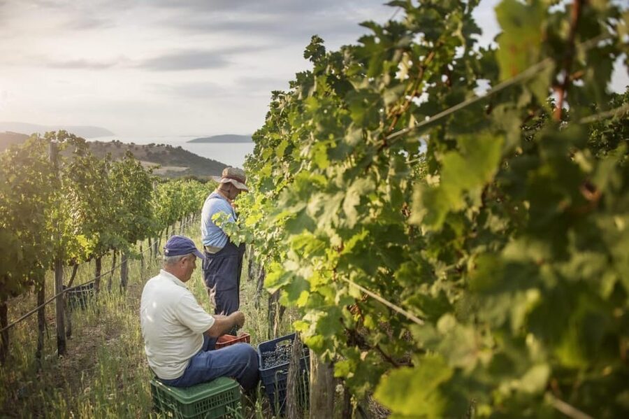 Evening of Wine and Scenic Views in Skiathos - A short introduction to Skiathos winemaking
