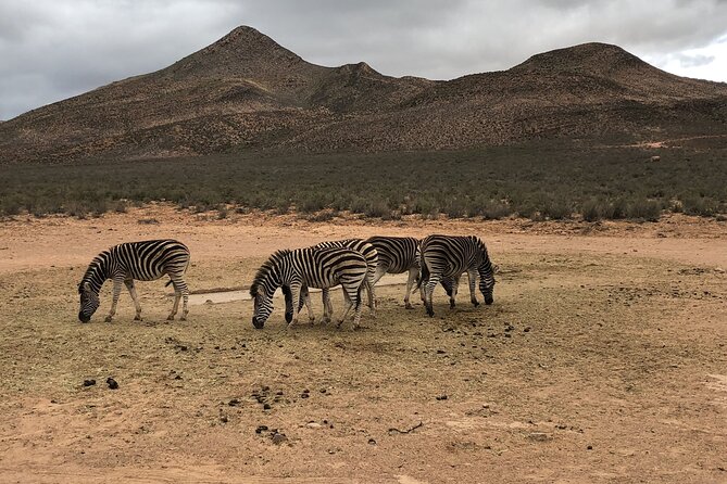 Explore the best Big 5 Aquila Safari Tour and Wine Tasting - Arriving at Aquila Private Game Reserve