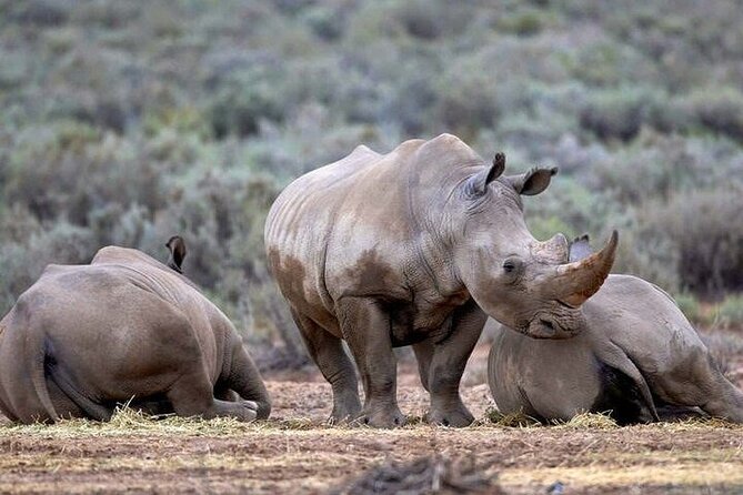 Explore the best Big 5 Aquila Safari Tour and Wine Tasting - Food, timing, and the rhythm of the day