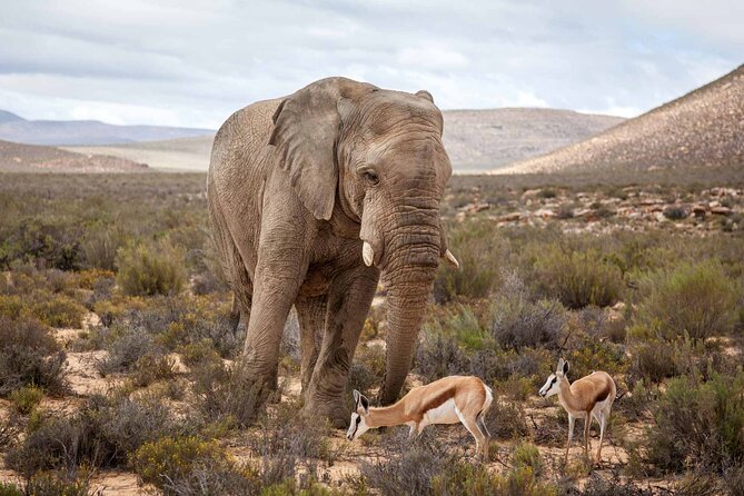 Explore the best Big 5 Aquila Safari Tour and Wine Tasting - Is $248.19 good value?