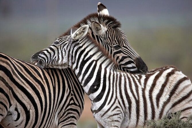Explore the best Big 5 Aquila Safari Tour and Wine Tasting - Fairview Wine and Cheese: a relaxed farm stop