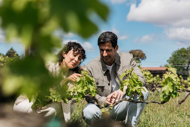 Familia Torres Winery: Gastronomic Tapas & Wine Experience - Why this Torres outing works from Barcelona
