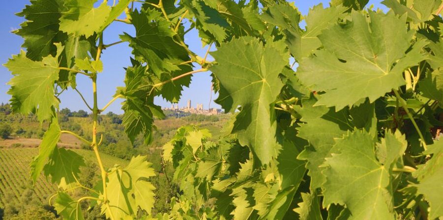 Florence: Chianti Villages, San Gimignano and Winery Tour - Wine, olive oil, and the value of the day