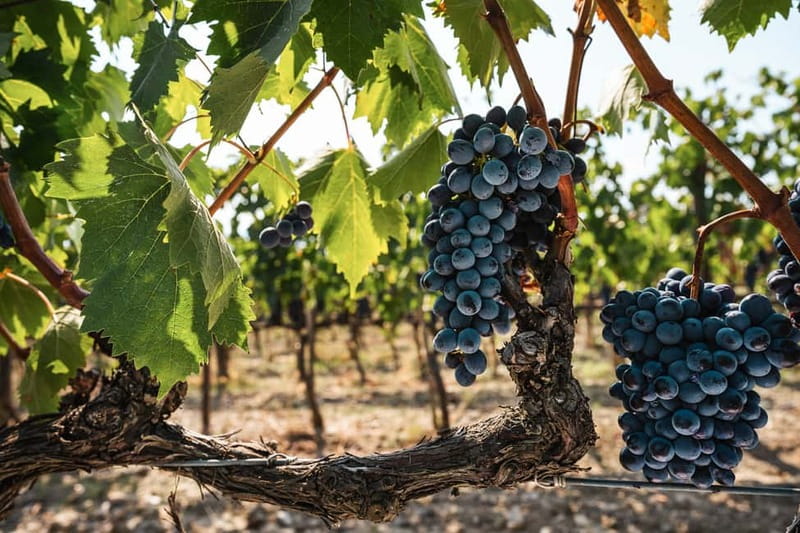 Florence: Chianti Vineyards Tour with Wine Tasting & Dinner - What the setting feels like after sunset