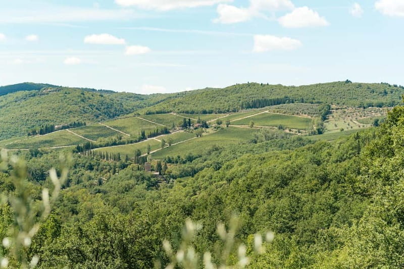 Florence: Chianti Wineries Tour with Wine Tasting - Morning or Afternoon: The Choice Matters