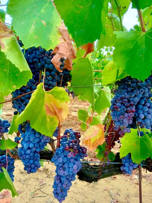 Florence: Countryside Tour with Wine Tasting & Pasta Class - Making Ravioli and Fettuccine With a Chef