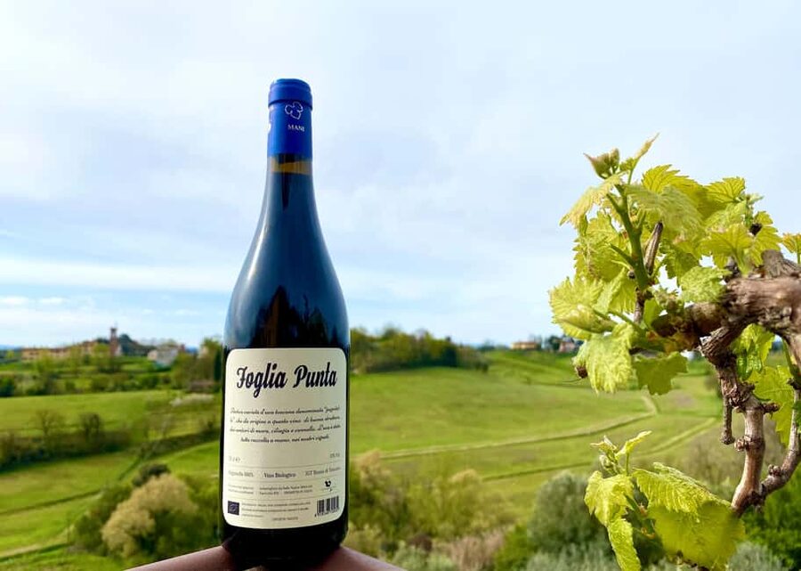 Florence: Countryside Tour with Wine Tasting & Pasta Class - Is $71 a Good Price?