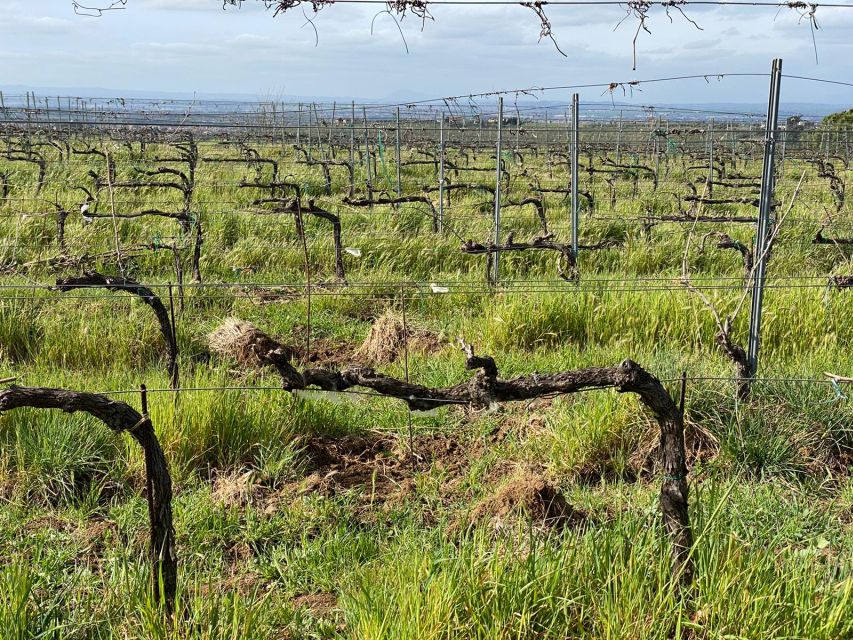 Frascati: Tour in E-Bike with Wine Tasting - From the station to Frascati’s grand villas