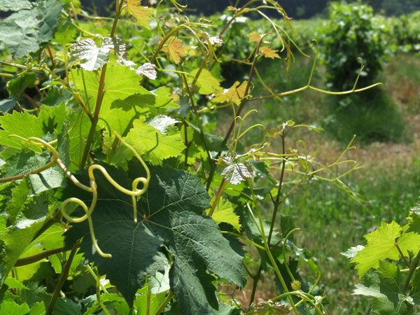 French Riviera: Provencal Wine Tour - What this private Provence day is really like
