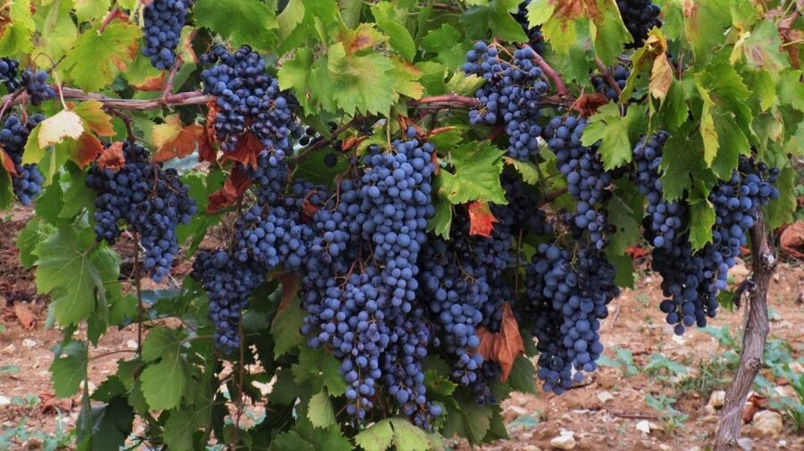From Aix-en-Provence: Côtes de Provence Wine Tour - FAQ