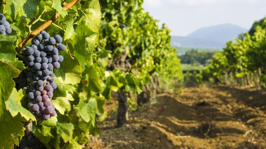 From Aix-en-Provence: Half-Day Wine Tour - The Drive Between Estates