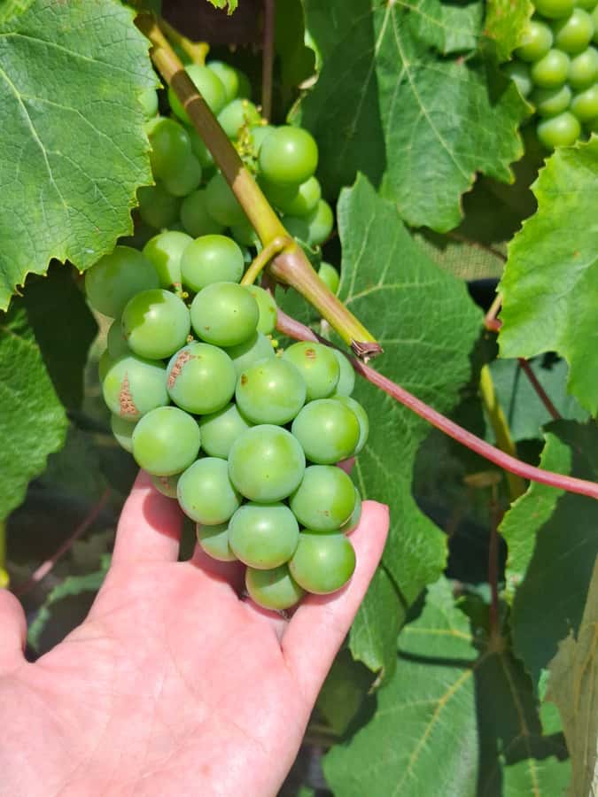 From Auckland: Waiheke Island Wine Cellar Tour - The third vineyard and the final island views