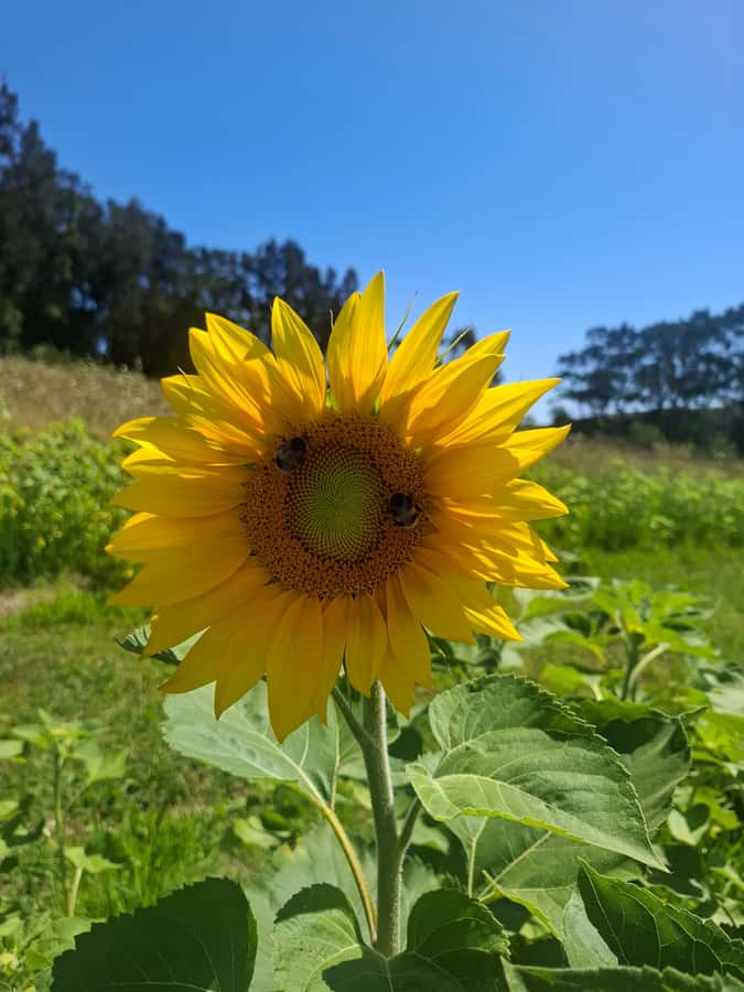 From Auckland: Waiheke Island Wine Cellar Tour - What $122 gets you, and what it does not