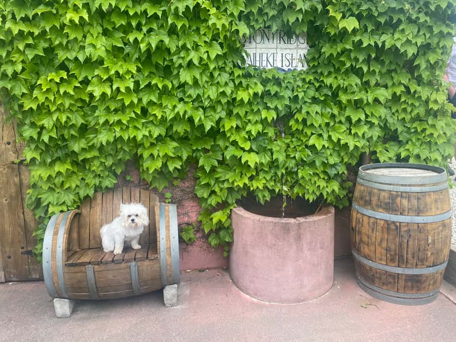 From Auckland: Waiheke Island Wineries' Tour - The scenery is more than decoration