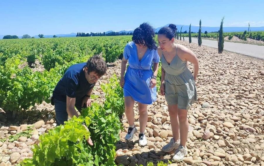 From Avignon: Châteauneuf du Pape Half-Day Wine Tour - Is $112 good value?