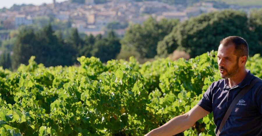 From Avignon: Châteauneuf du Pape Half-Day Wine Tour - The drive from Avignon to the vineyards