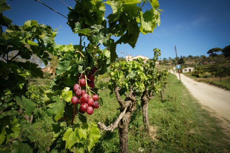 From Barcelona: E-Bike and Sailing Tour with Wine Tastings - Port Masnou and the change from pedals to sails