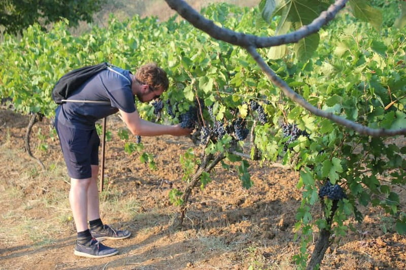 From Berat: Guided Winery Tour with Transfers and Tastings - One winery, three different possibilities