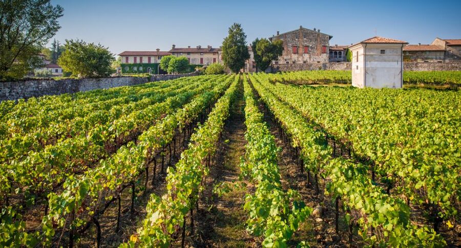 From Bergamo: Winery Tour in Franciacorta with Lunch - What You Are Really Paying For