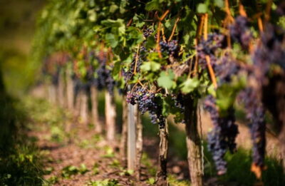 La Rioja Wineries Day Trip with Wine Tastings
