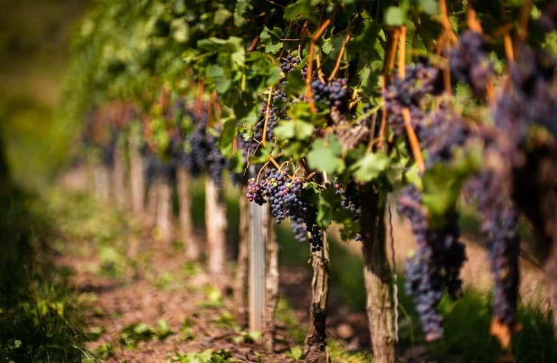 From Bilbao: La Rioja Wineries Day Trip with Wine Tastings - Haro and the grand cellar at CVNE