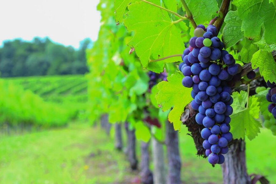 From Bordeaux: Full-Day Medoc Wine Tour - Key points before you book