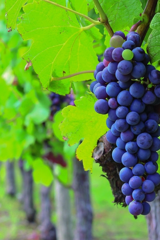From Bordeaux: Full-Day Medoc Wine Tour - What you learn in the tasting glass