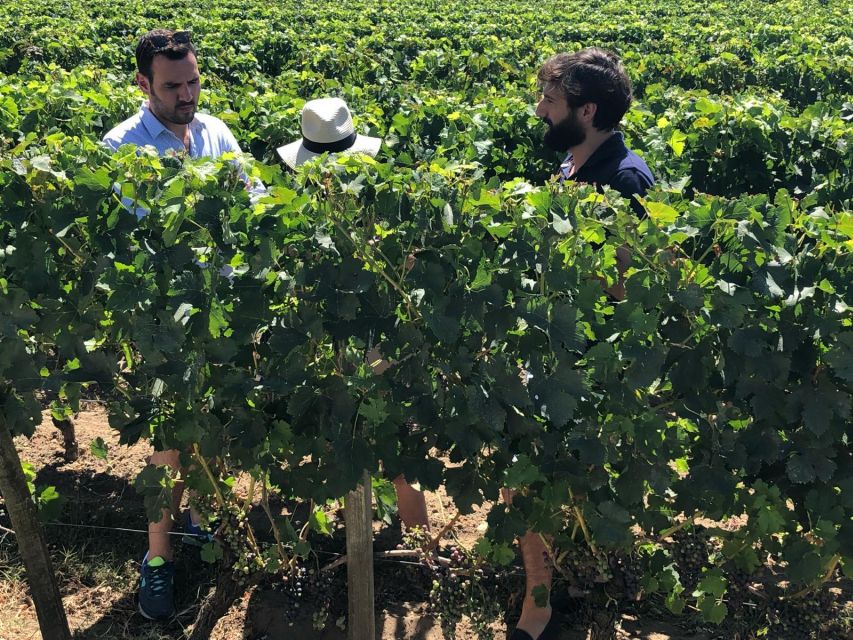 From Bordeaux: Half-Day Saint-Emilion Wine Tour - Inside the château: 70 minutes among vines and cellars