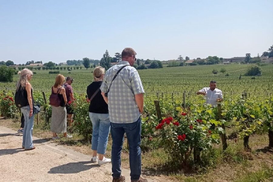 From Bordeaux: Saint-Emilion Guided Wine Tasting Tour - Who should book this afternoon?