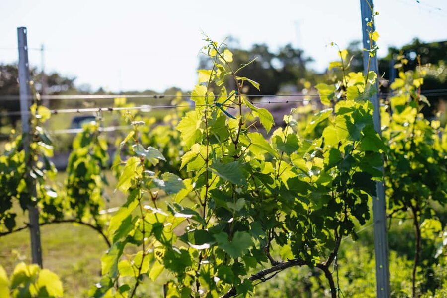 From Budapest: Half-Day Countryside Wine Tour with Meal - FAQ