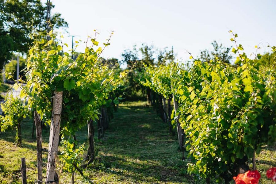 From Budapest: Half-Day Countryside Wine Tour with Meal - Guides Make or Break the Day