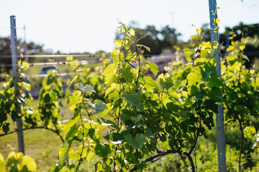 From Budapest: Half-Day Countryside Wine Tour with Meal - Comfort, Timing, and What the Price Covers