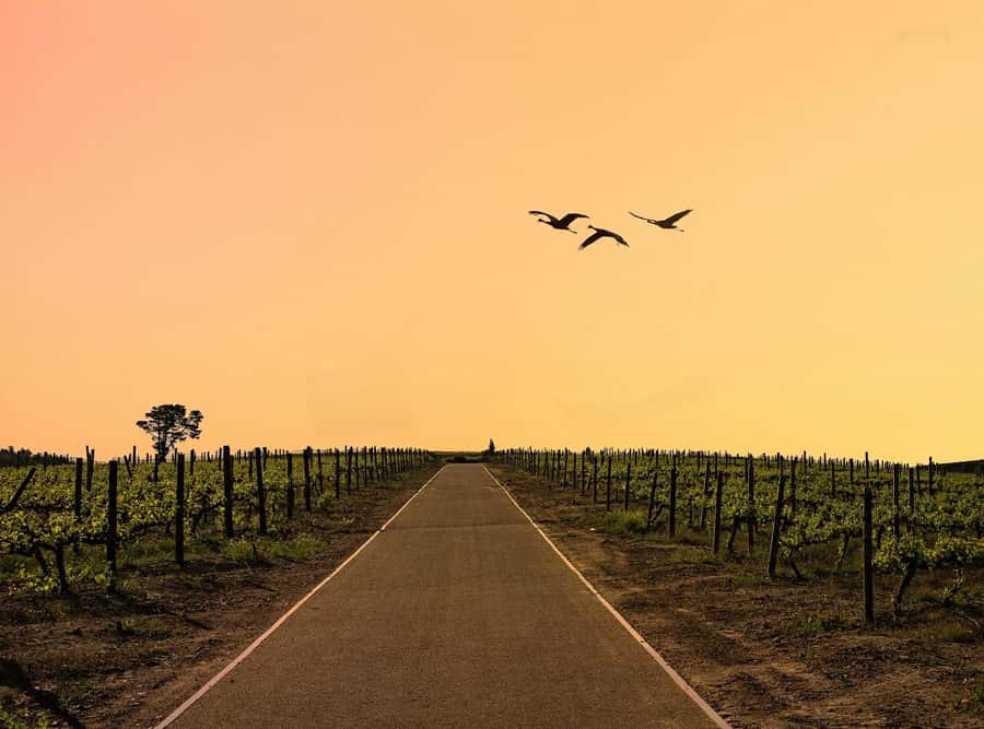 From Cape Town: Winelands Full Day Tour and Wine Tasting - Leaving Cape Town for Stellenbosch