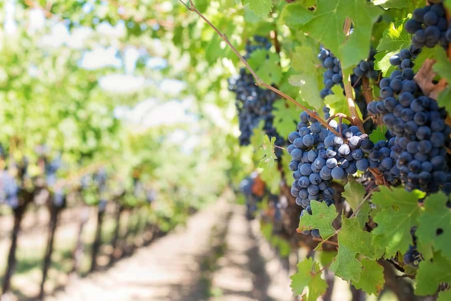 From Cape Town: Winelands Full Day Tour and Wine Tasting - Who Will Enjoy This Tour Most?