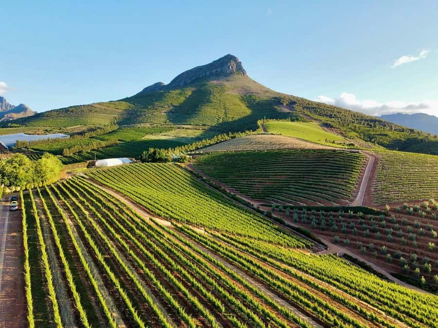 From Cape Town: Winelands Full Day Tour and Wine Tasting - Stellenbosch, Cape Wine Country’s Historic Center